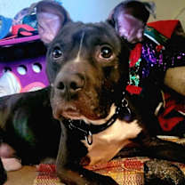 Thumbnail photo of Spartacus #1