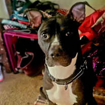 Thumbnail photo of Spartacus #2