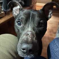 Thumbnail photo of Spartacus #3