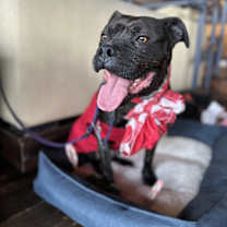Thumbnail photo of Luna #1