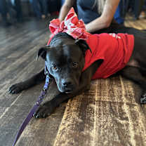 Thumbnail photo of Luna #2