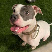 Thumbnail photo of Trixie #2