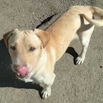 Thumbnail photo of Chip #2