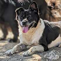 Thumbnail photo of Joy #4