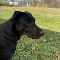Thumbnail photo of Molly #4