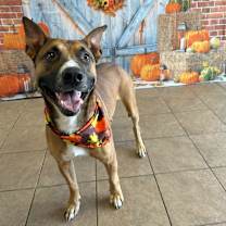 Thumbnail photo of Gremlin #1