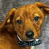 Thumbnail photo of Dasher #1