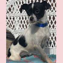 Thumbnail photo of Ttipod 6lbs #1