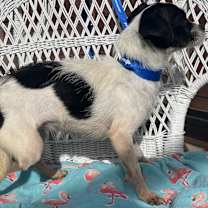 Thumbnail photo of Ttipod 6lbs #2