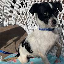 Thumbnail photo of Ttipod 6lbs #3