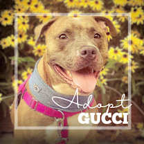 Thumbnail photo of Gucci #2