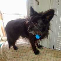 Thumbnail photo of BJ (TN) #2