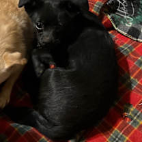 adopt-pet