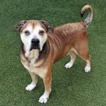 Thumbnail photo of Rosco #2