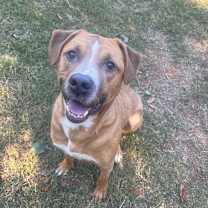 Thumbnail photo of Ross #2