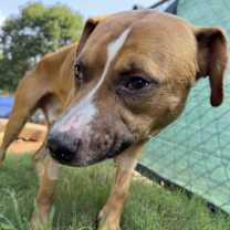 Thumbnail photo of Ross #4