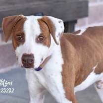 Thumbnail photo of Blitzen #2