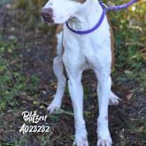 Thumbnail photo of Blitzen #3