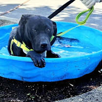 Thumbnail photo of Calvin #4