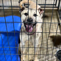 Thumbnail photo of Joey #2