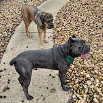 Thumbnail photo of Thor #4