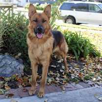 Thumbnail photo of Ryder #1