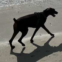 Thumbnail photo of Zara #4