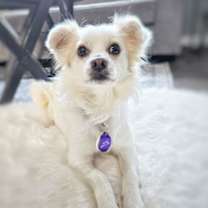 Thumbnail photo of *Adam Maitland Beetlejuice #1