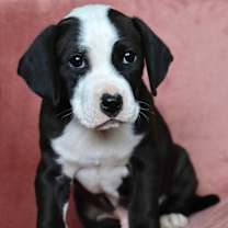 Thumbnail photo of Kiss #3