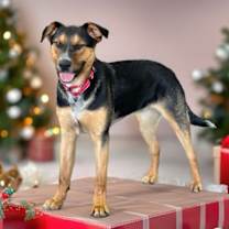 Thumbnail photo of Rambo #1