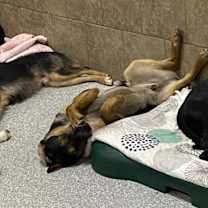 Thumbnail photo of Rambo #2