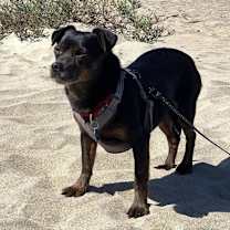 Thumbnail photo of Sonny #3