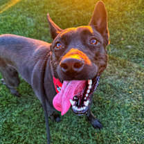 adopt-pet
