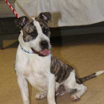 Thumbnail photo of Rex (Neutered) Photos 2/23/25 #2