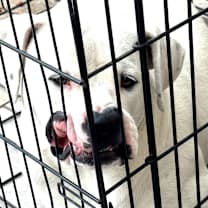 Thumbnail photo of Dobby #4