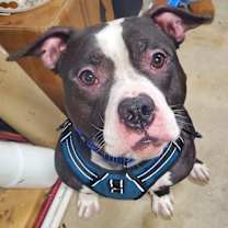 Thumbnail photo of Mr. Bean #1