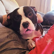 Thumbnail photo of Mr. Bean #2