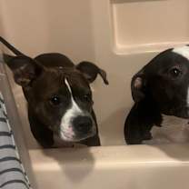 Thumbnail photo of Mr. Bean #3