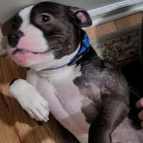 Thumbnail photo of Mr. Bean #4