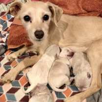 Thumbnail photo of Maggie #1