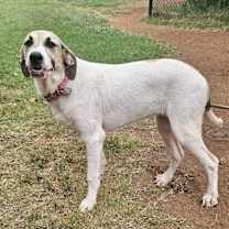 Thumbnail photo of Kanga #3