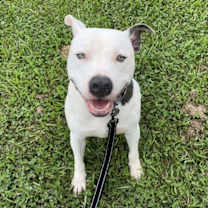 Thumbnail photo of Pocco #2