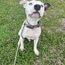 Thumbnail photo of Pocco #4