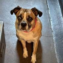 Thumbnail photo of Cooper #2