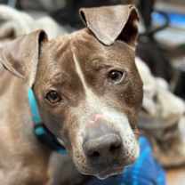 Thumbnail photo of 177631 Winnie #1