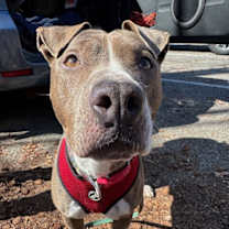 Thumbnail photo of 177631 Winnie #3