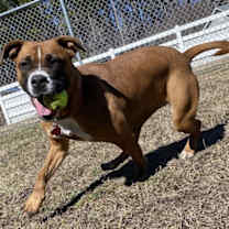 Thumbnail photo of 177485 Daisy Mae (Off Site Foster) #3