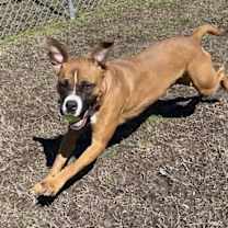 Thumbnail photo of 177485 Daisy Mae (Off Site Foster) #4