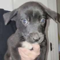 Thumbnail photo of Kona #1