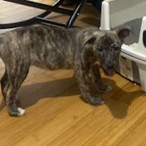 Thumbnail photo of Kona #2